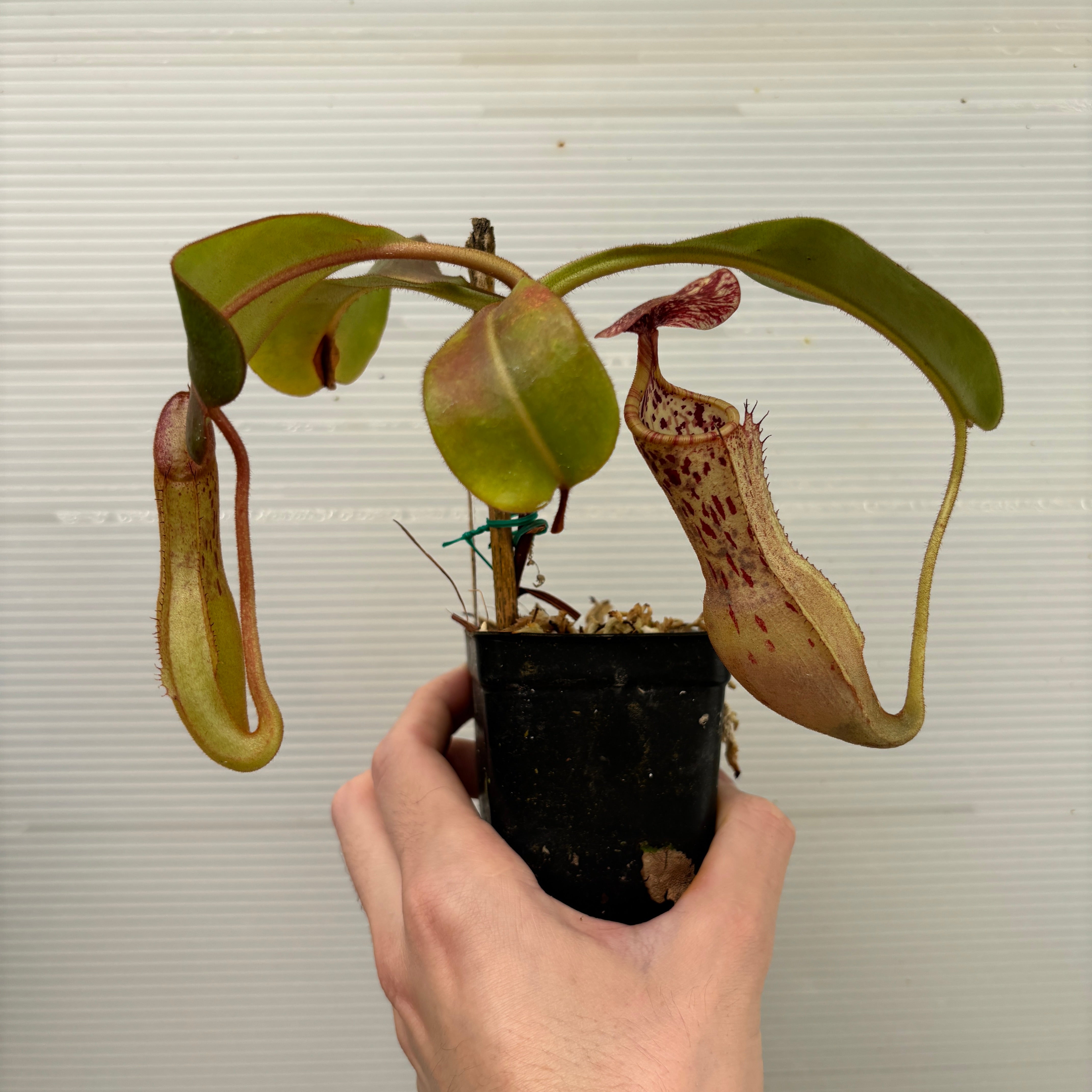 Chimiketaです。 W268] Nepenthes maxima x clipeata (L) – Carnivero