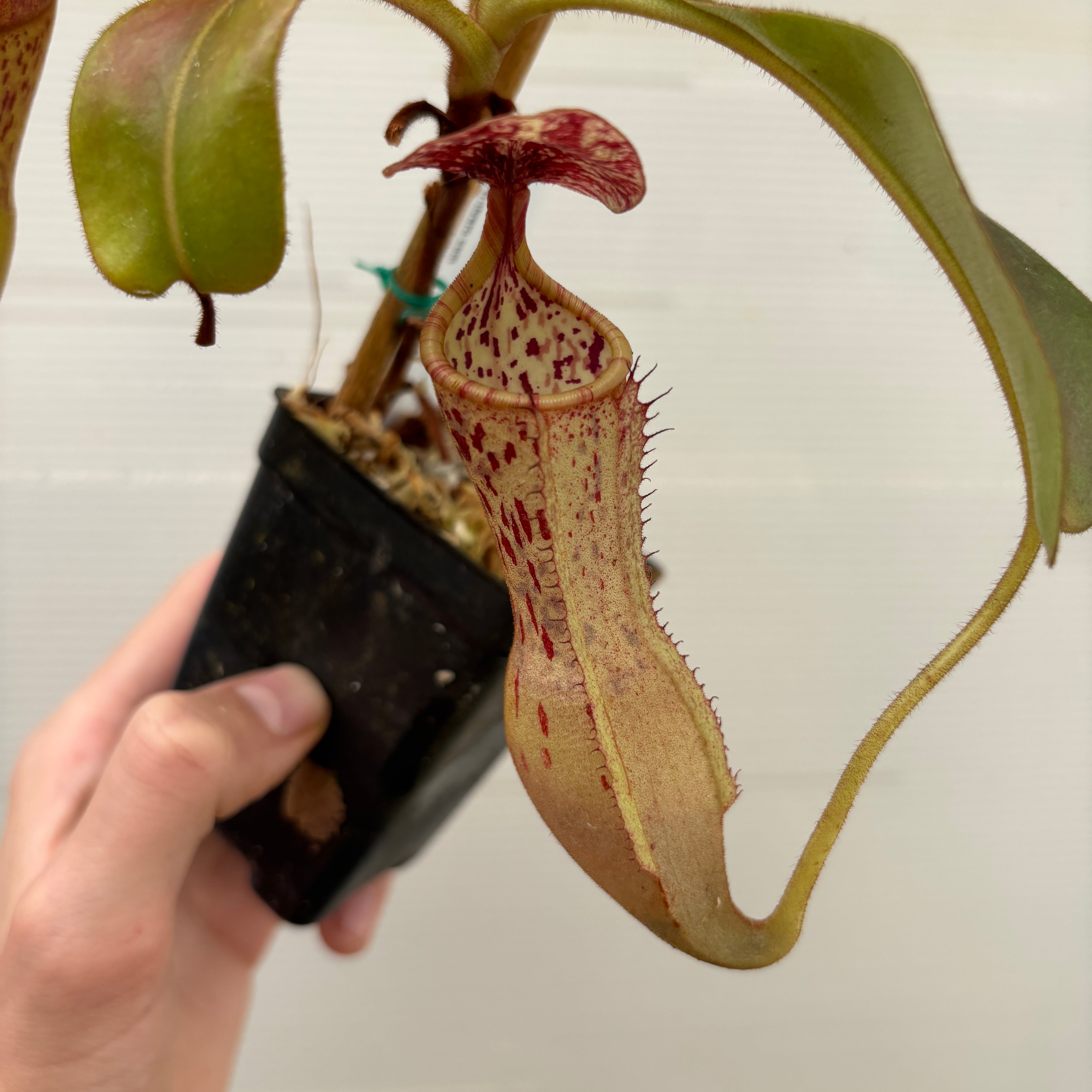 Chimiketaです。 W268] Nepenthes maxima x clipeata (L) – Carnivero