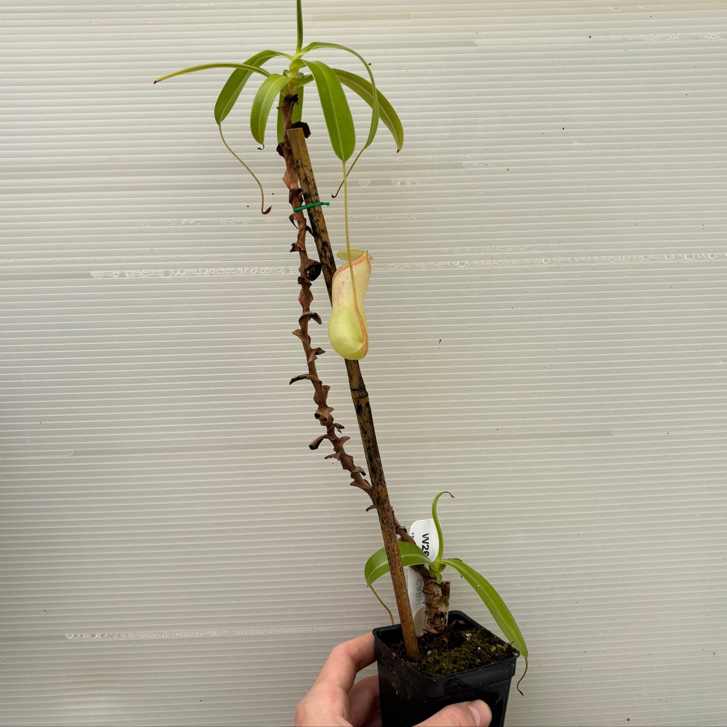 [W269] Nepenthes ventricosa (Porcelain x VM)