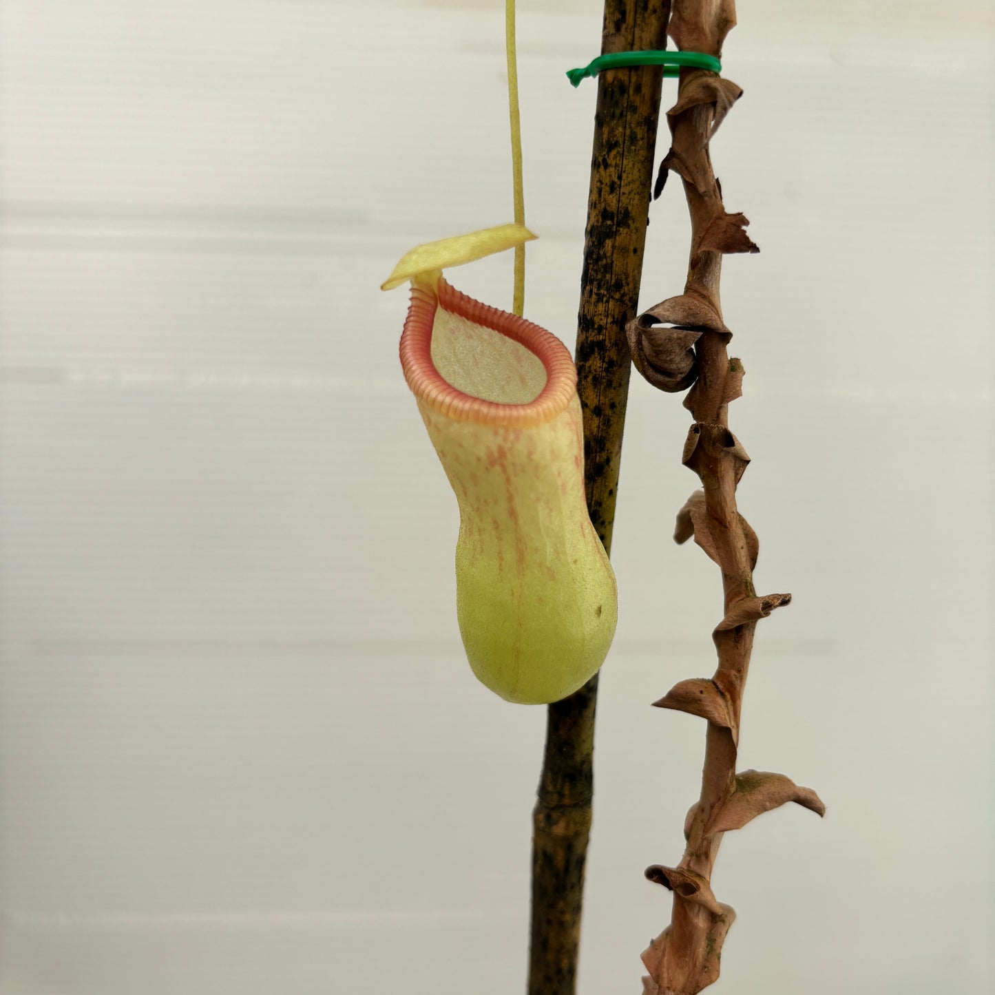 [W269] Nepenthes ventricosa (Porcelain x VM)