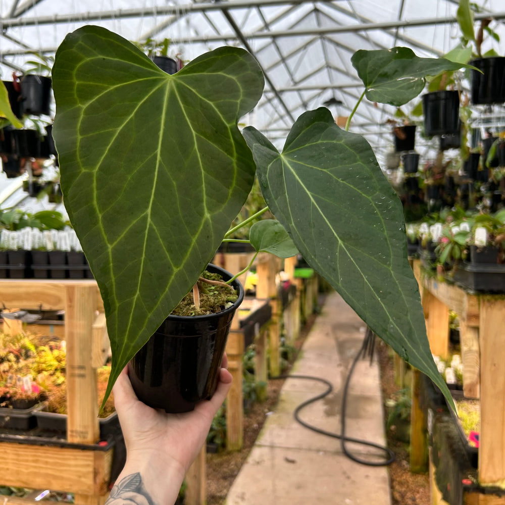 [W072] Anthurium 'Delta Force'