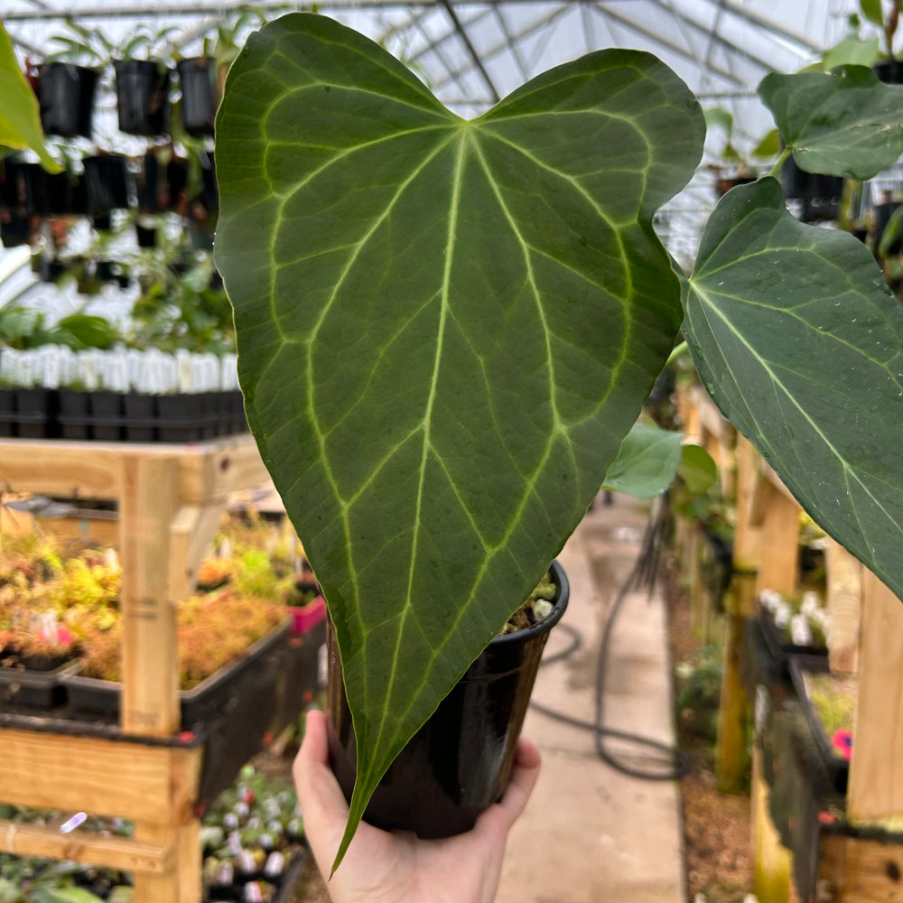 [W072] Anthurium 'Delta Force'