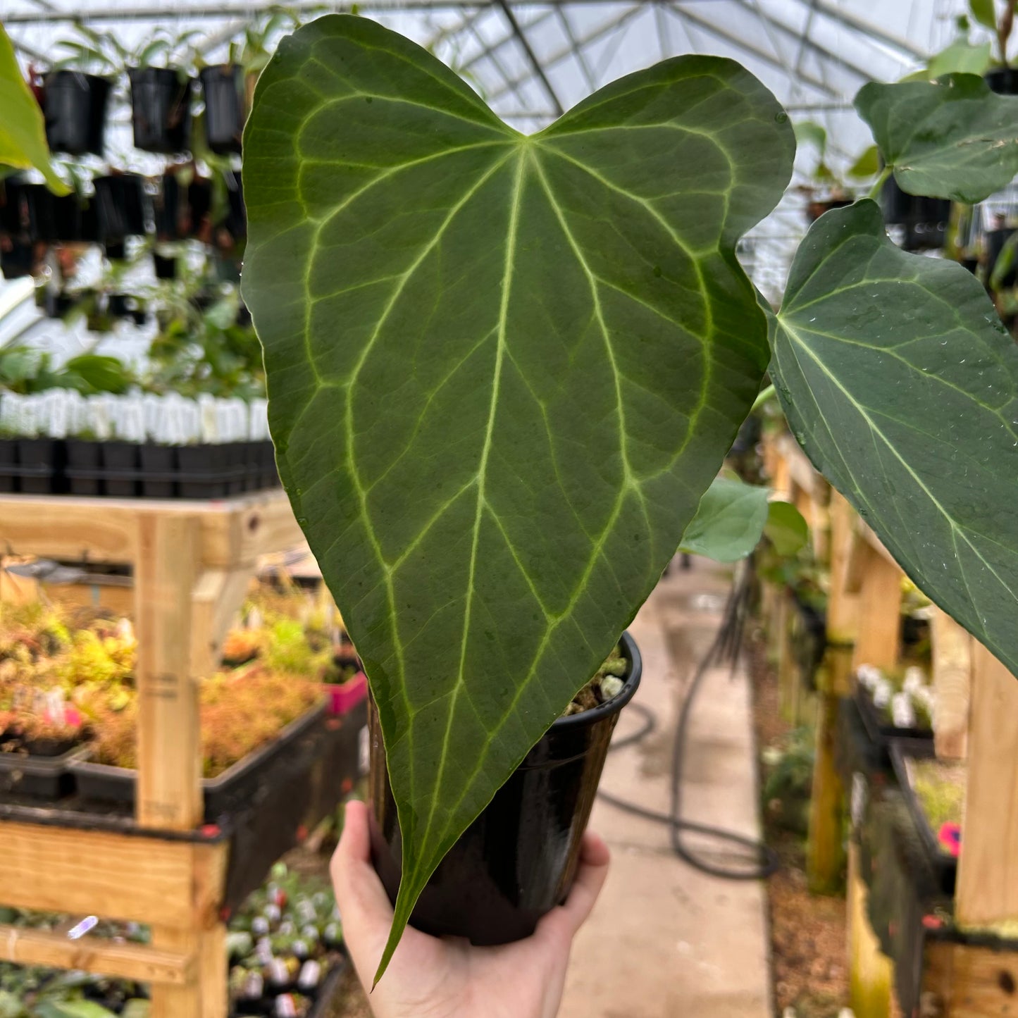 [W072] Anthurium 'Delta Force'