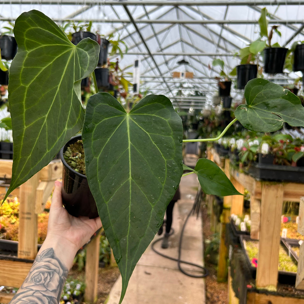 
                      
                        [W072] Anthurium 'Delta Force'
                      
                    