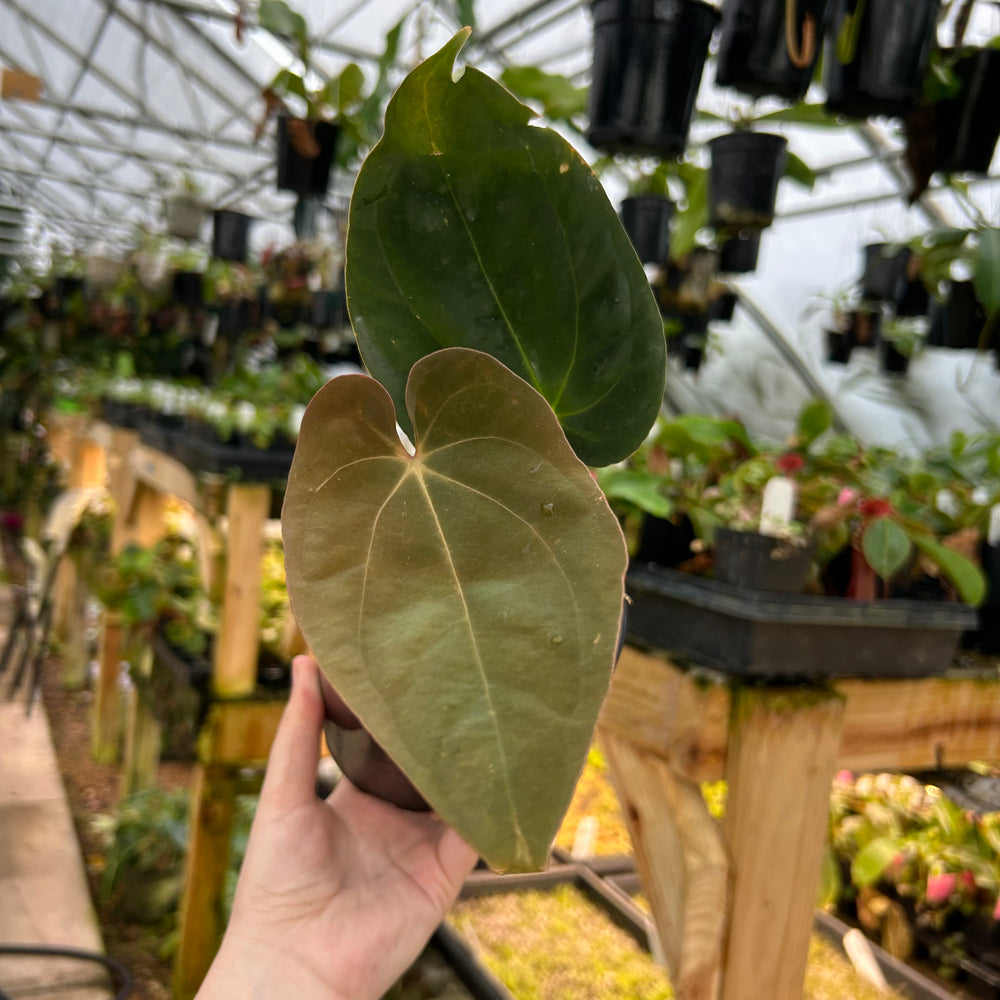 [W077] Anthurium antolakii (fka. Black Velvet Eastern Panama / BVEP)