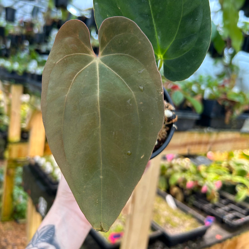 
                      
                        [W077] Anthurium antolakii (fka. Black Velvet Eastern Panama / BVEP)
                      
                    