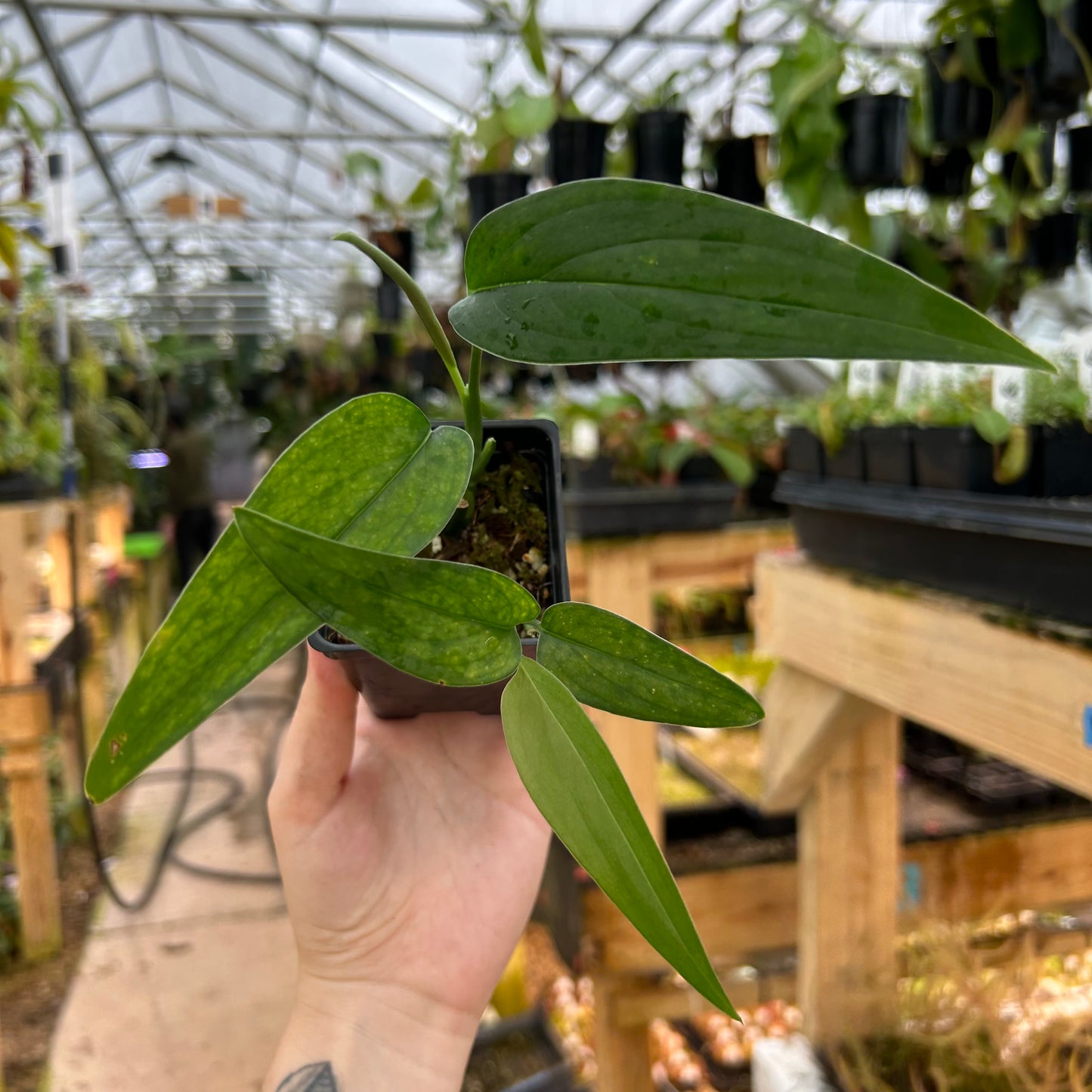 [W076] Monstera barrieri