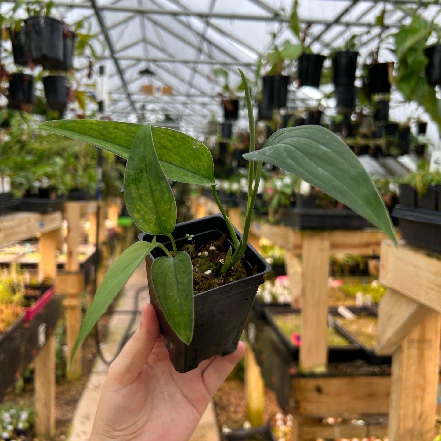 [W076] Monstera barrieri