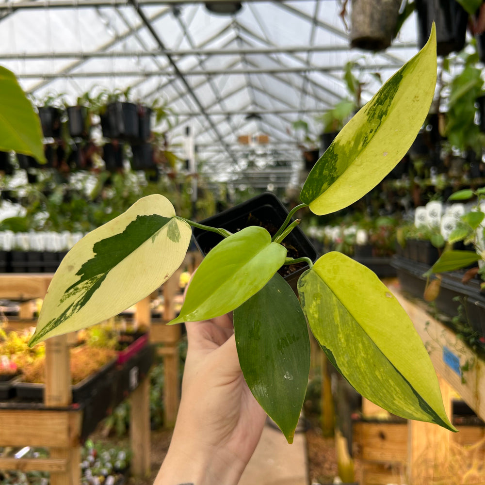 [W073] variegated philodendron bipennifolium