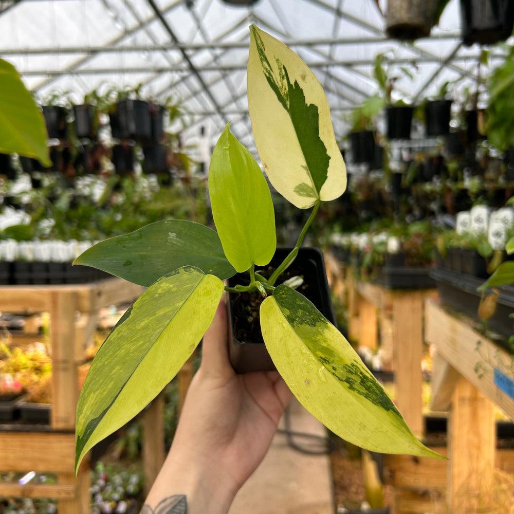 [W073] variegated philodendron bipennifolium