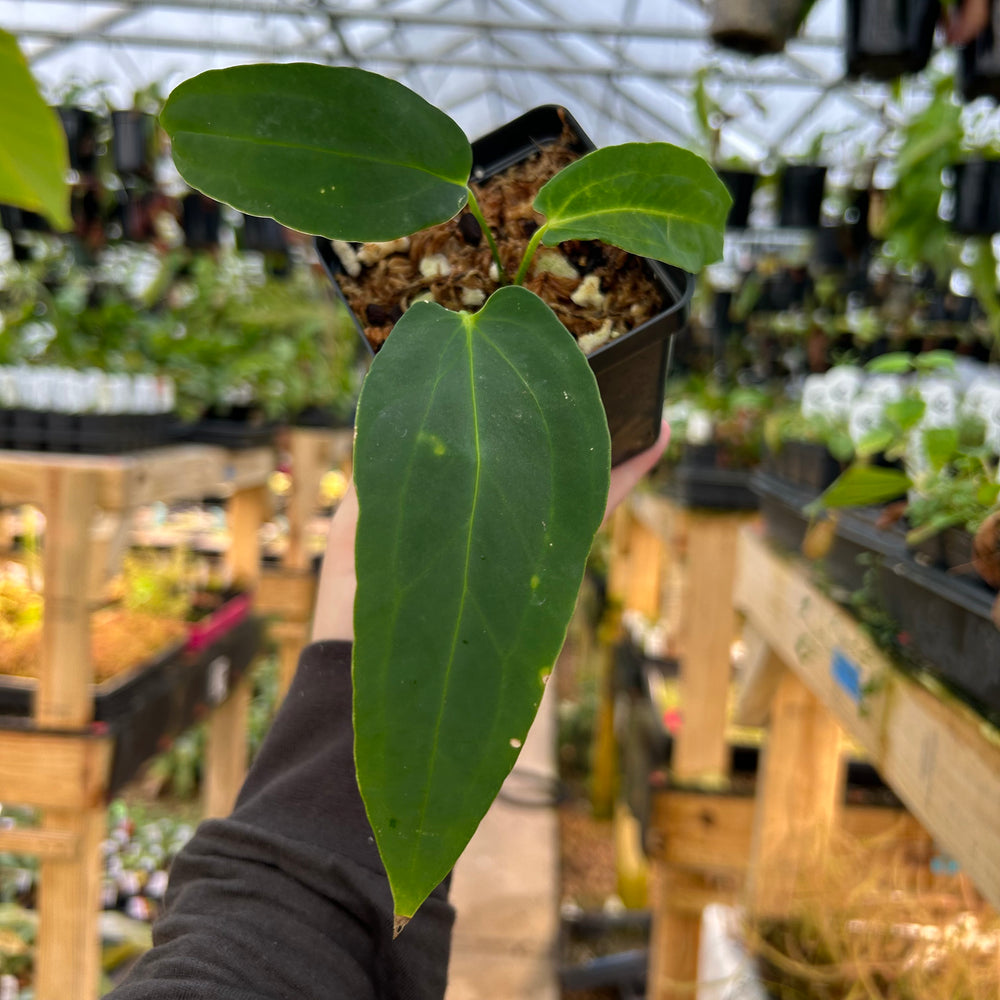 [W081] Anthurium 'Dark Mama' (NSE)