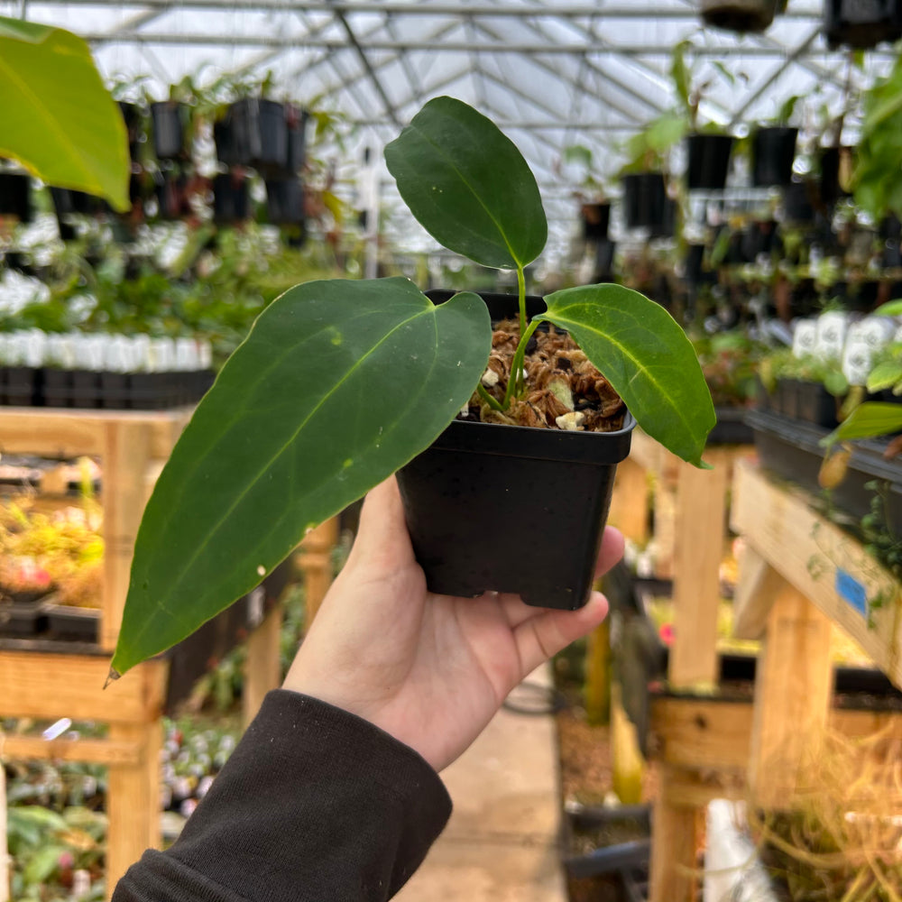 [W081] Anthurium 'Dark Mama' (NSE)