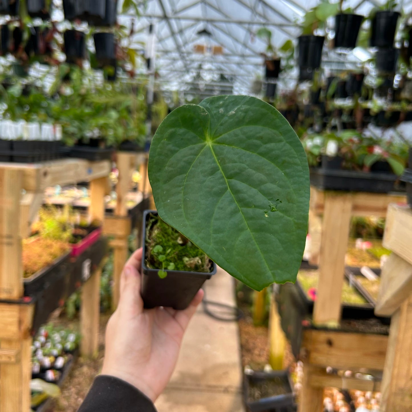 [W080] Anthurium 'Cauca Queen' (JV)