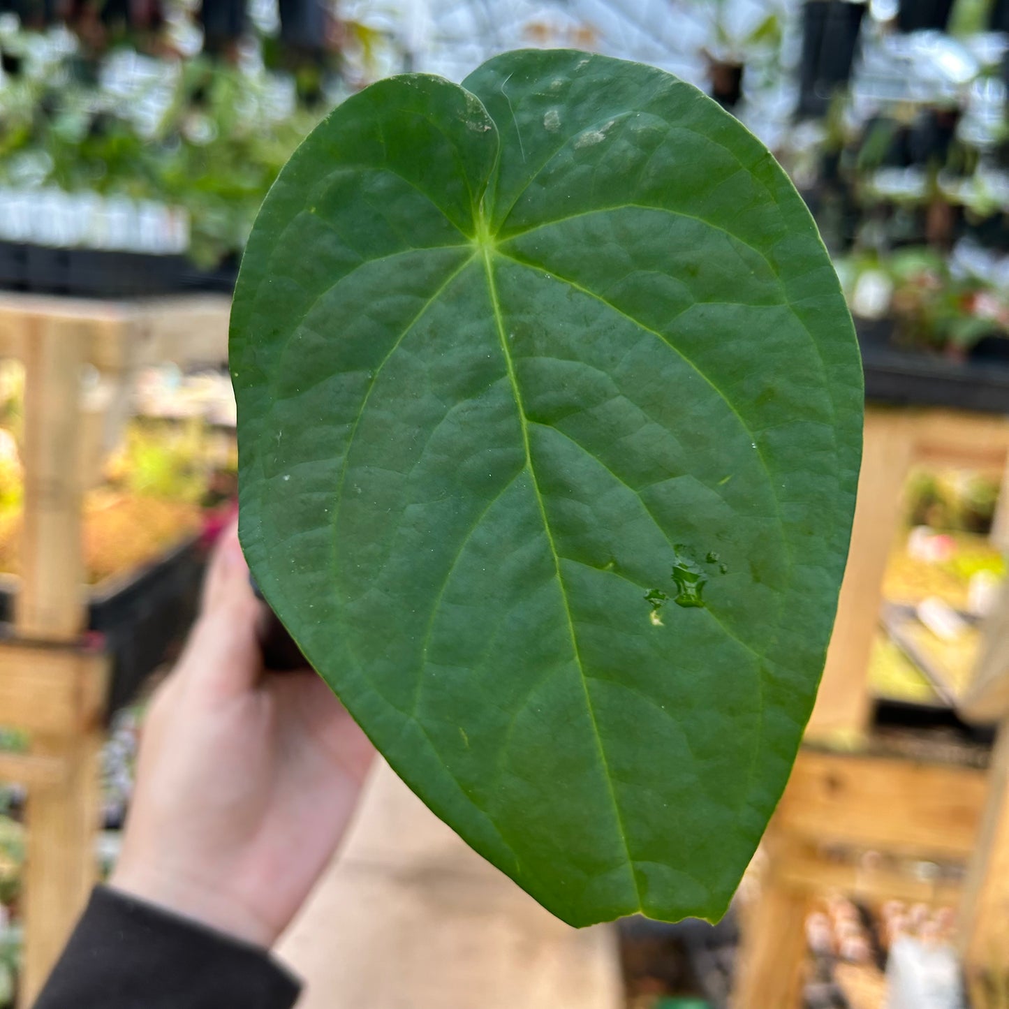 [W080] Anthurium 'Cauca Queen' (JV)