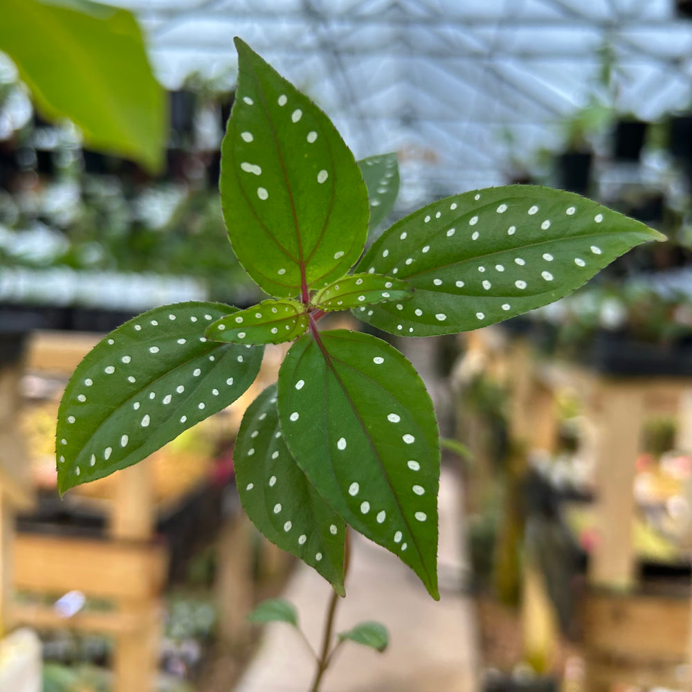 [W079] Sonerila aff. heterostamon