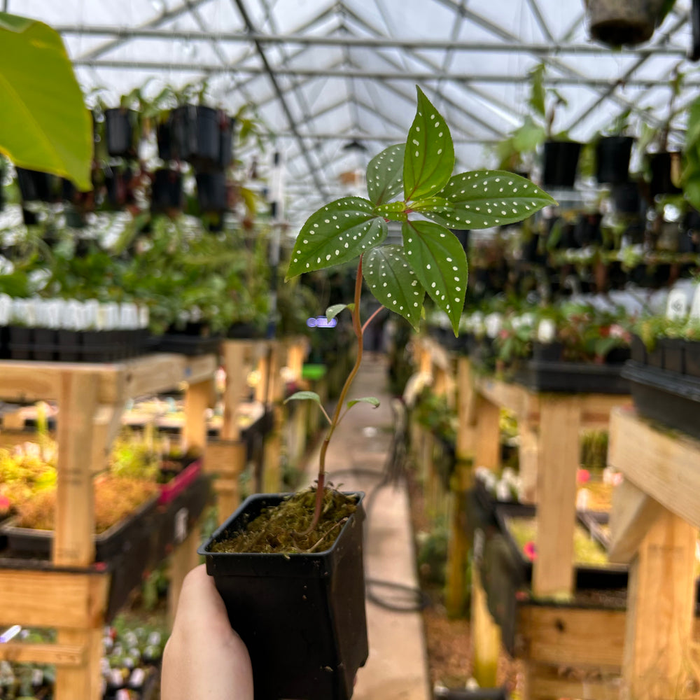 [W079] Sonerila aff. heterostamon