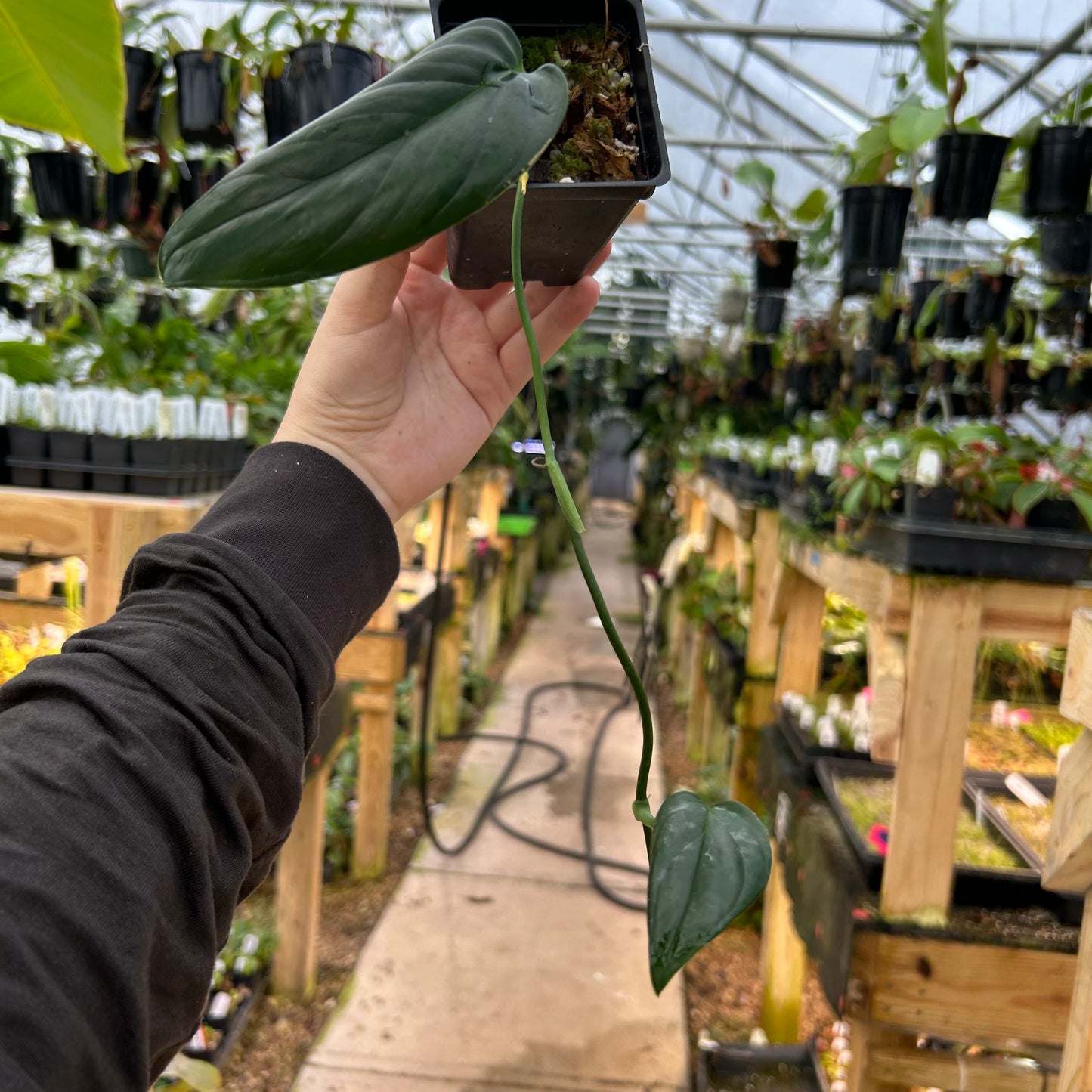 [W078] Monstera buseyi