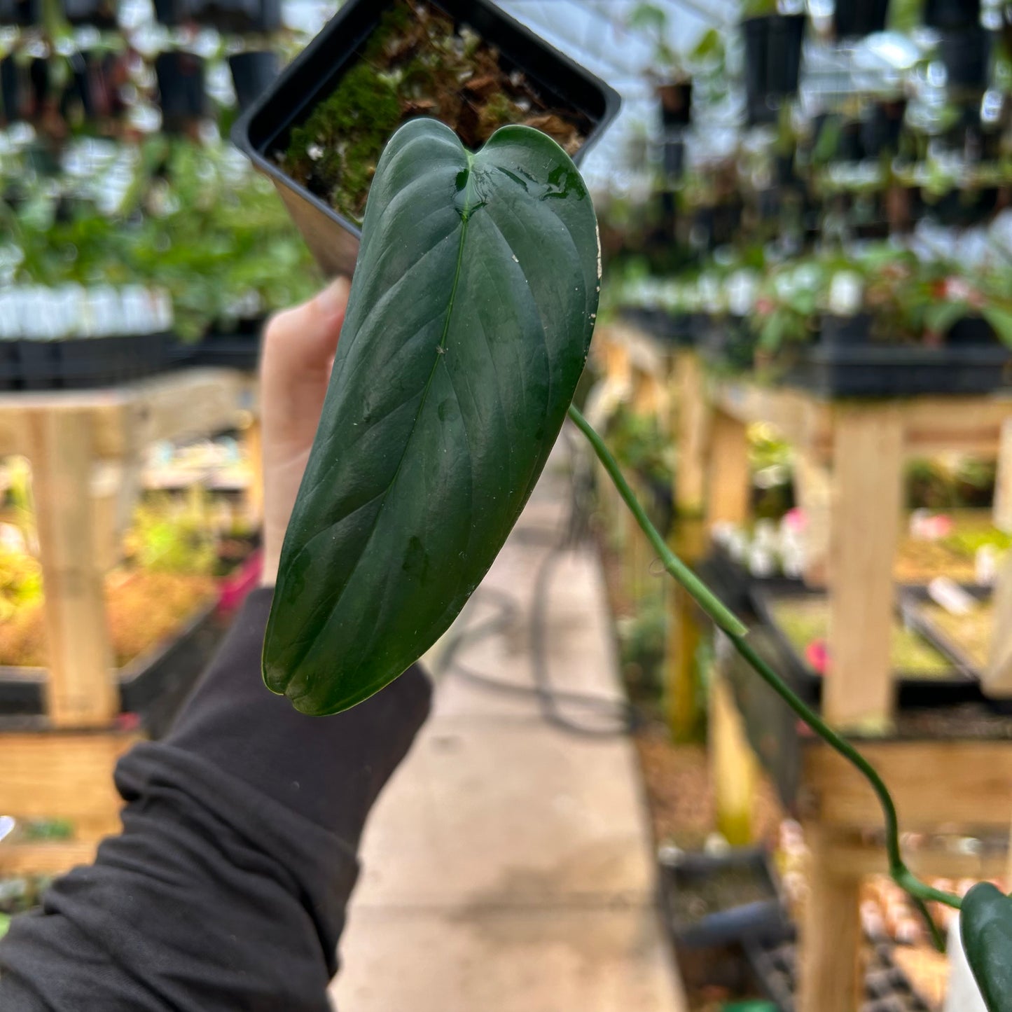 [W078] Monstera buseyi