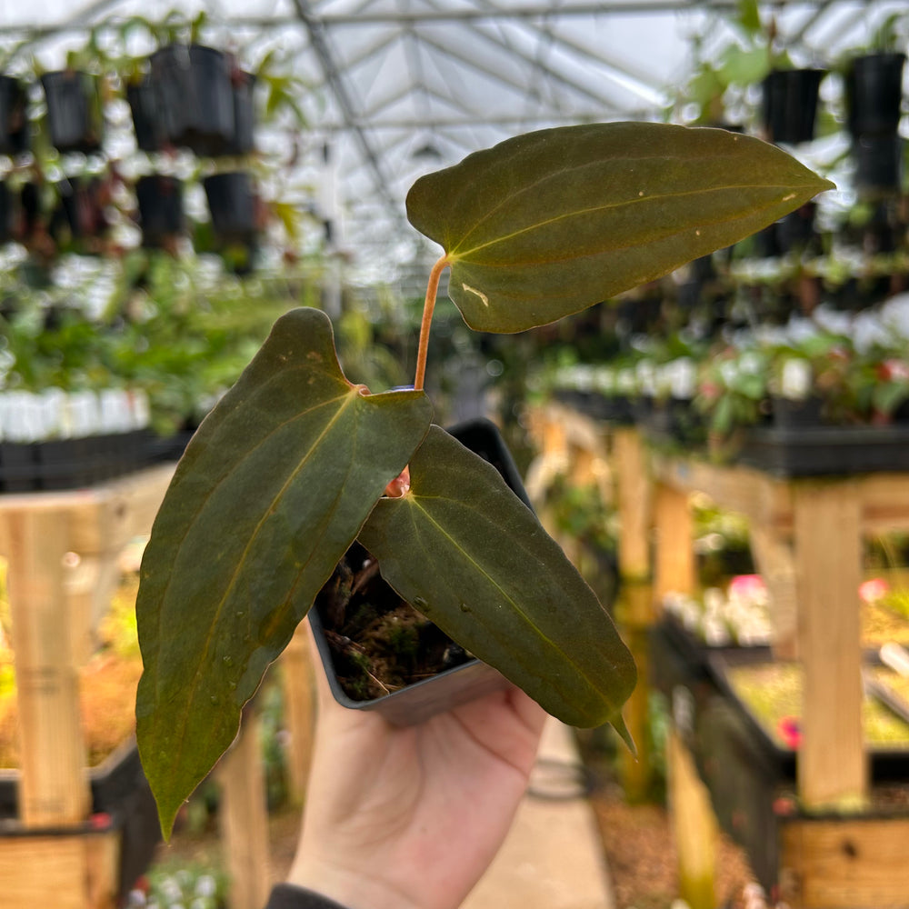 [W075] Anthurium papillilaminum "Fort Sherman" x "Ralph Lynam" (JV)