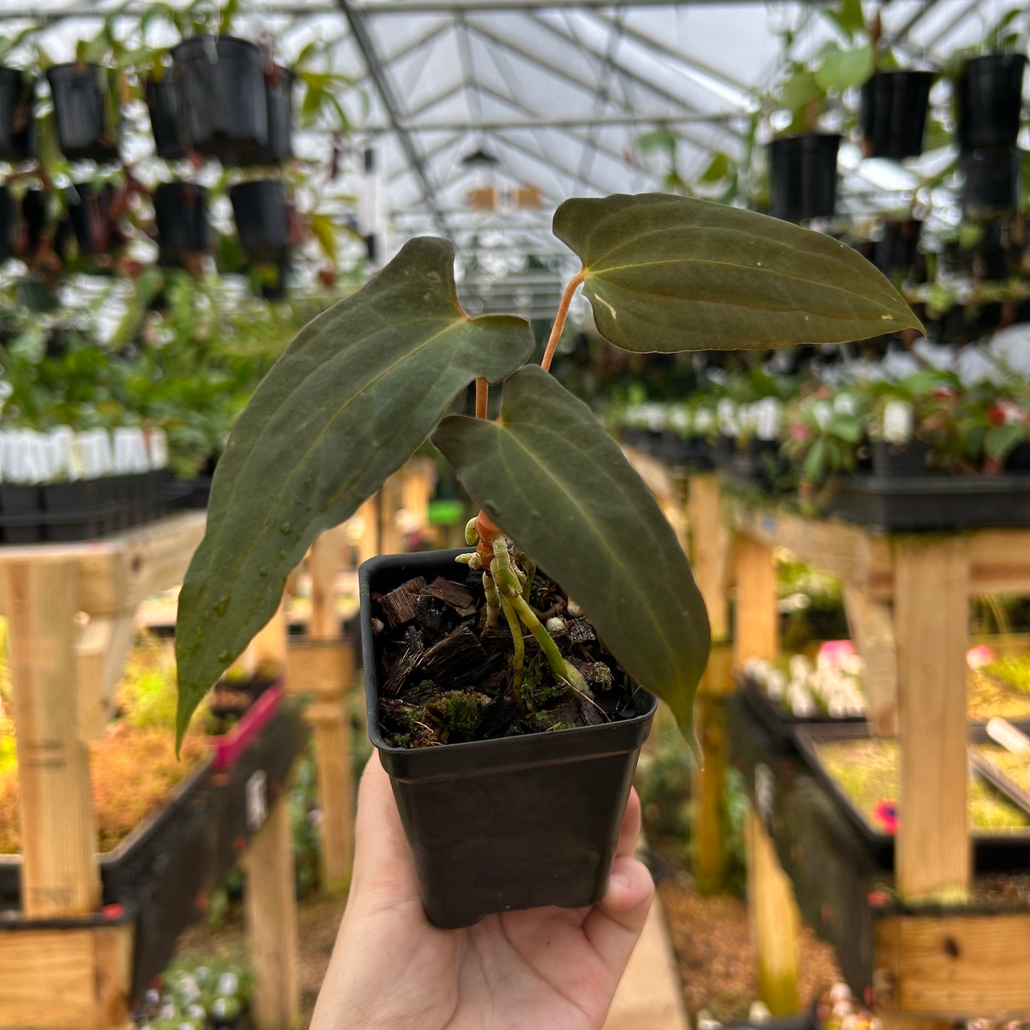 [W075] Anthurium papillilaminum "Fort Sherman" x "Ralph Lynam" (JV)