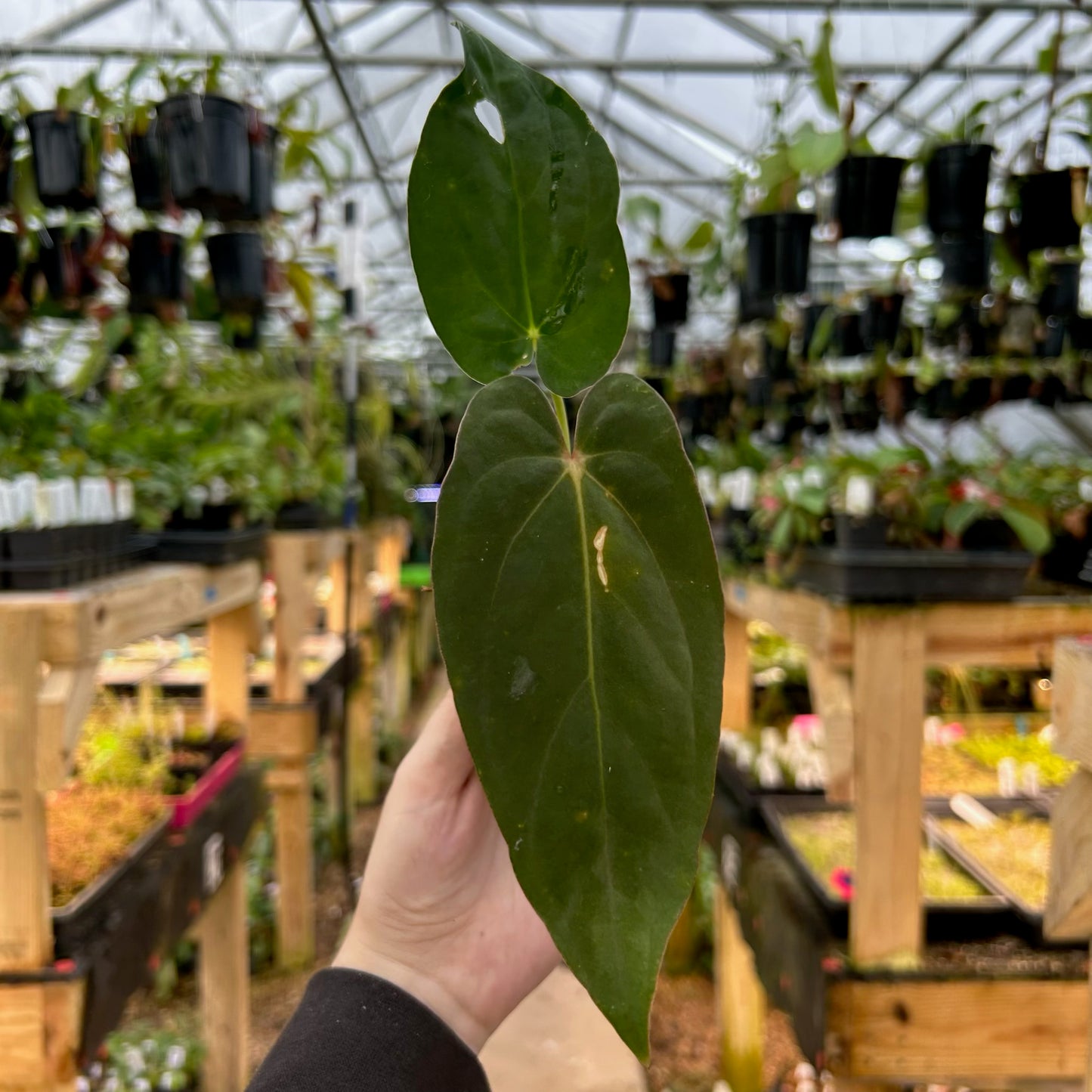 [W074] Anthurium dressleri (Rio Guanche) x papillilaminum "Ree Gardens"