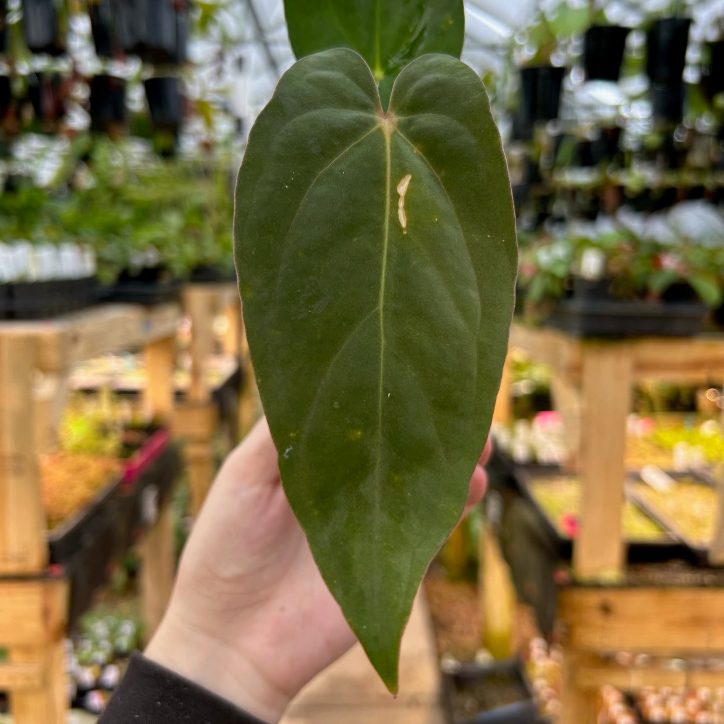 [W074] Anthurium dressleri (Rio Guanche) x papillilaminum "Ree Gardens"