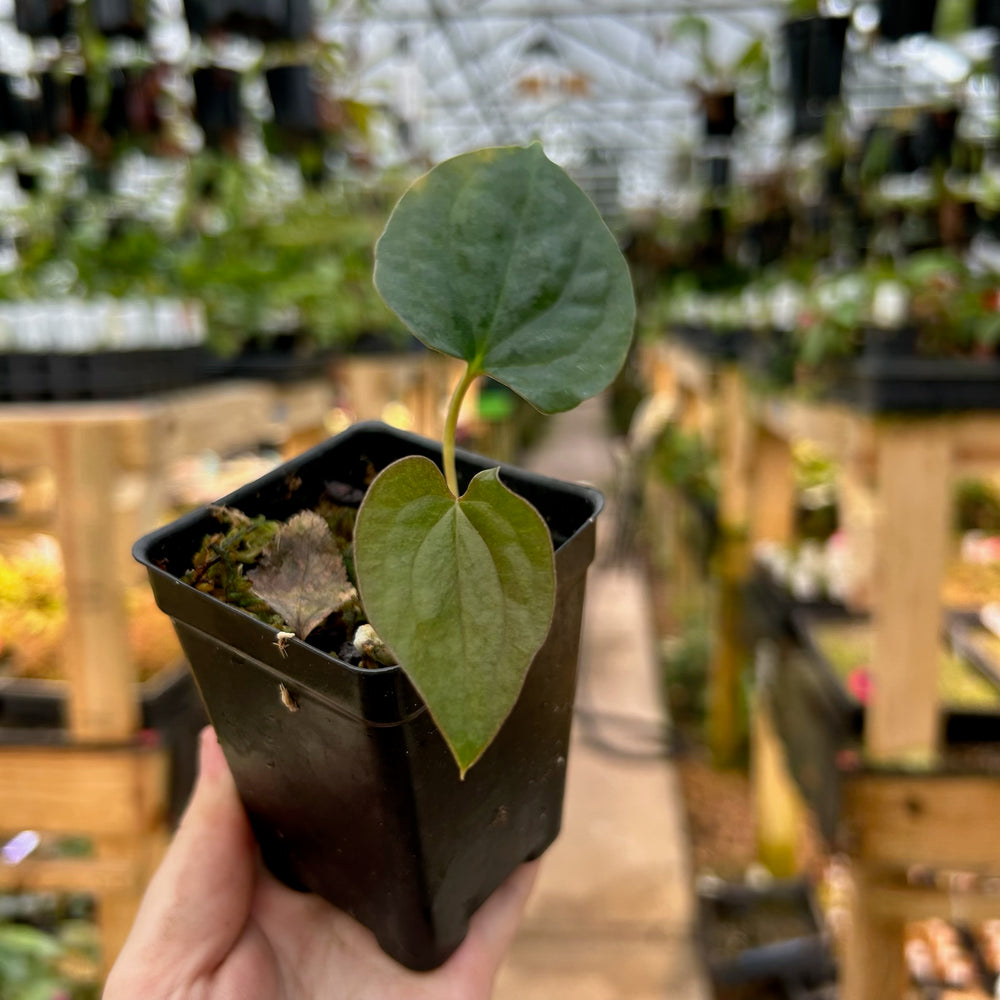 [W085] Anthurium 'Amy Donovan'