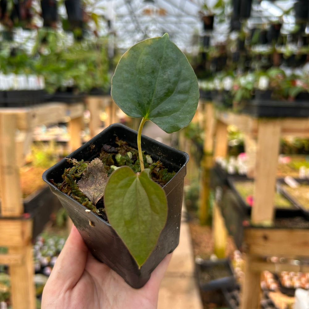 [W085] Anthurium 'Amy Donovan'