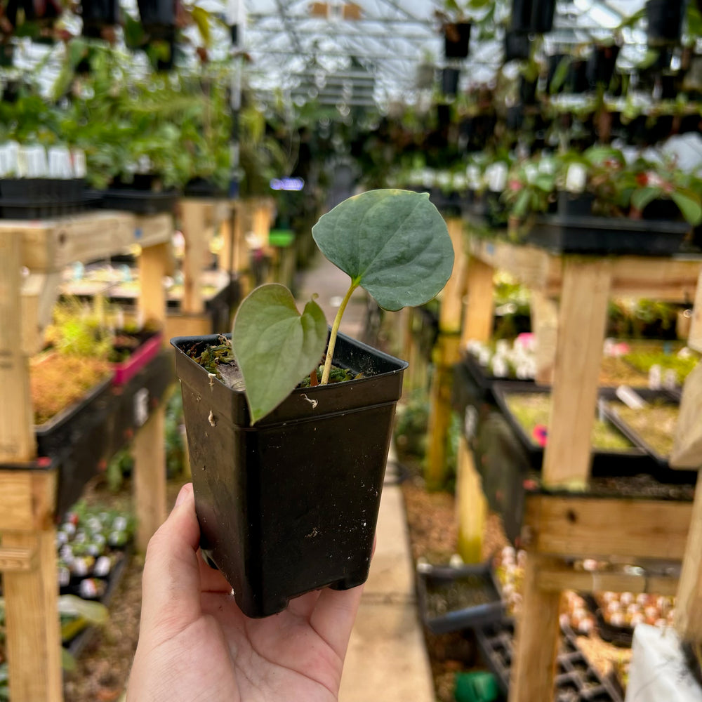 
                      
                        [W085] Anthurium 'Amy Donovan'
                      
                    