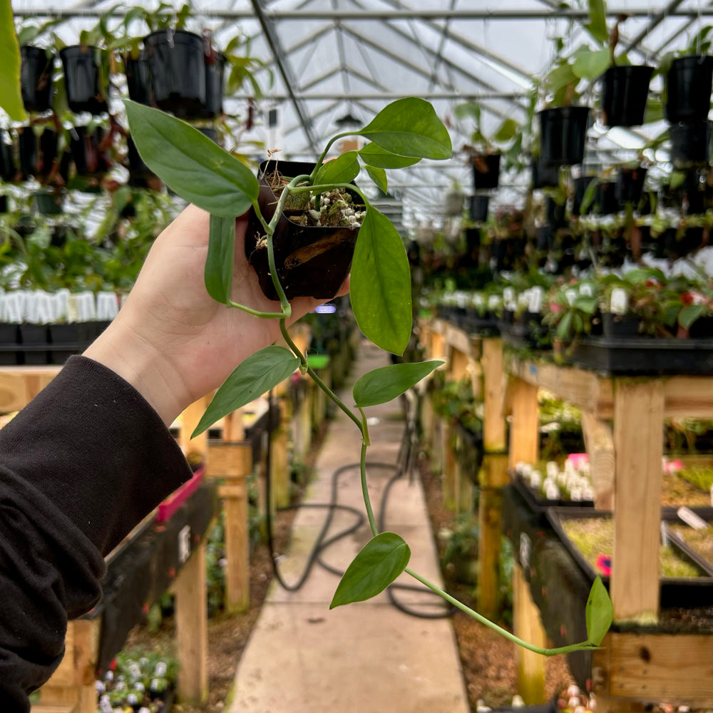 [W082] Monstera praetermissa