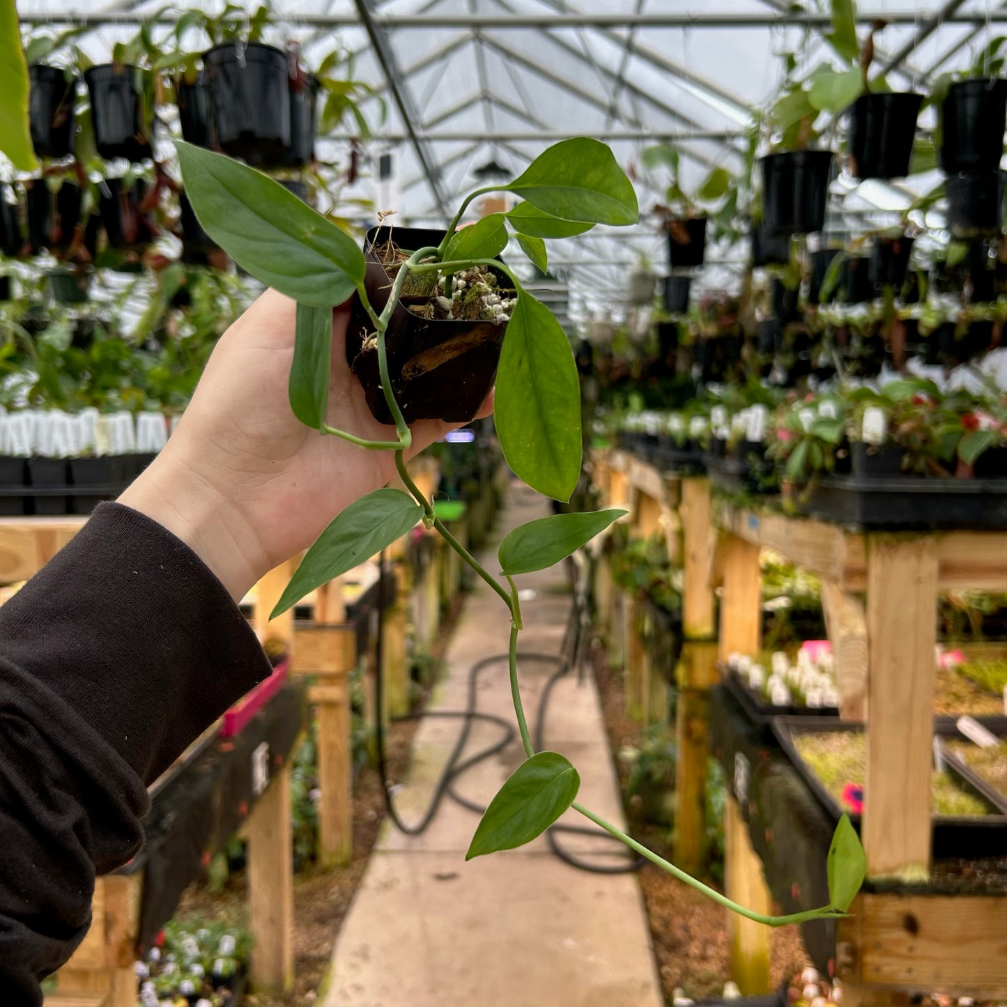 [W082] Monstera praetermissa