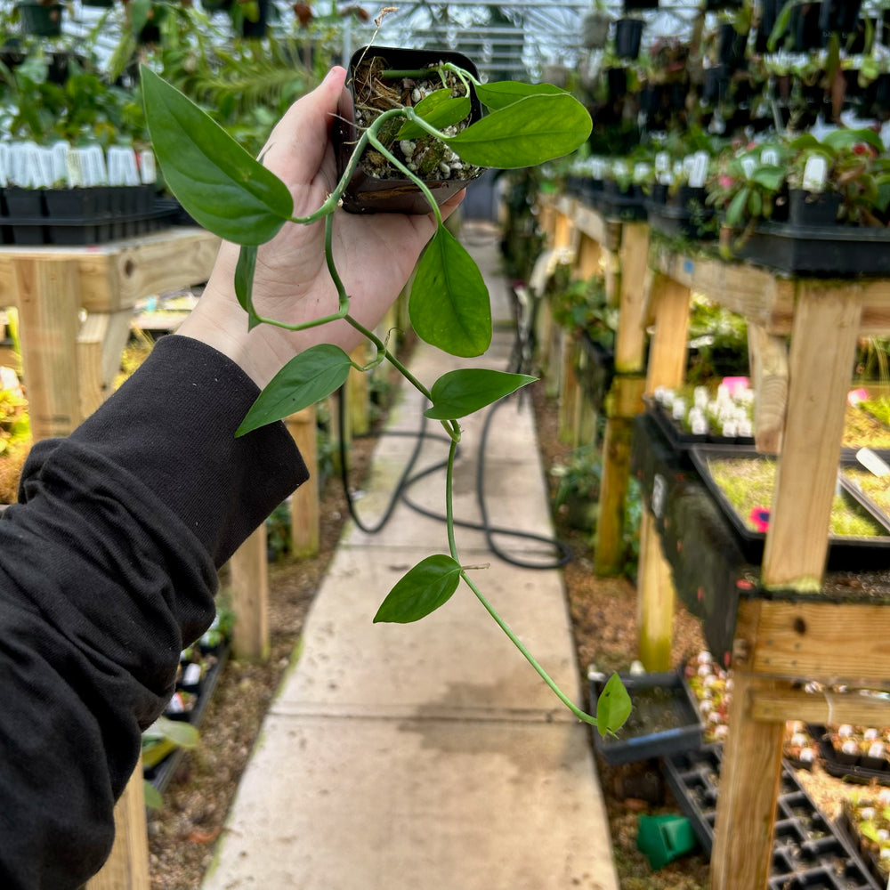 [W082] Monstera praetermissa