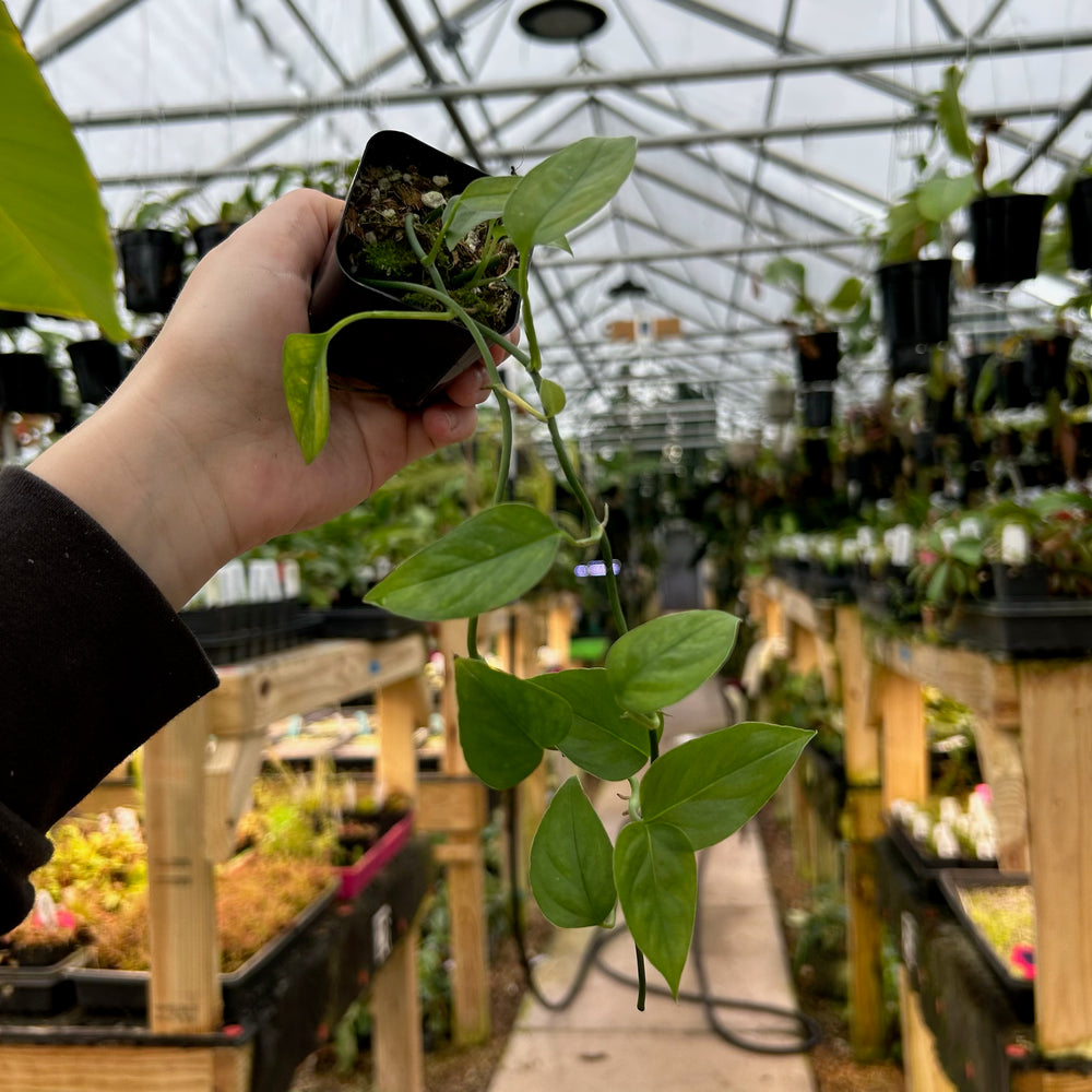 [W083] Monstera praetermissa