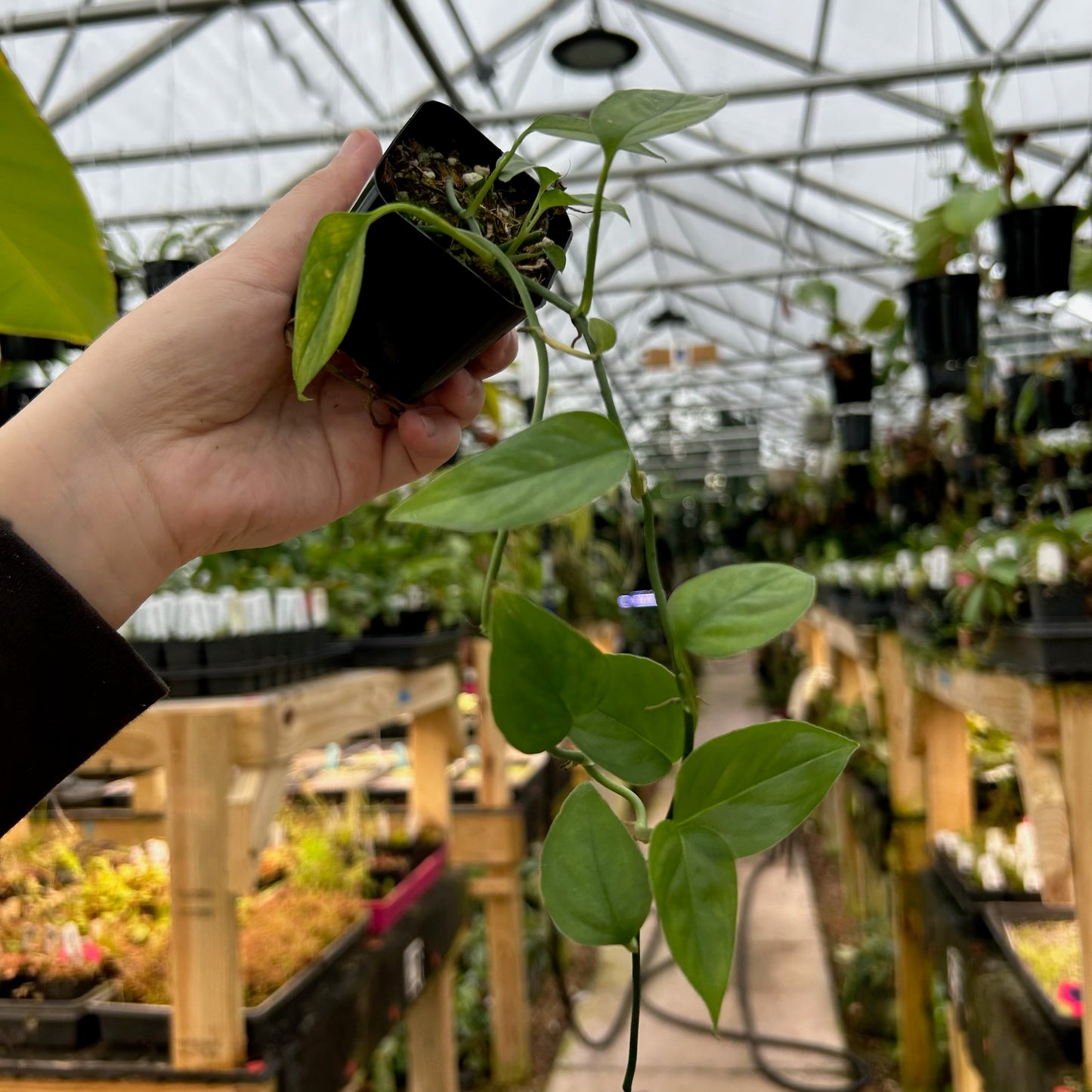 [W083] Monstera praetermissa