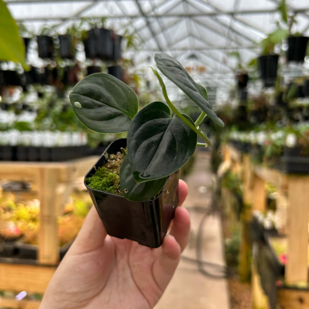 [W084] Monstera alcirana