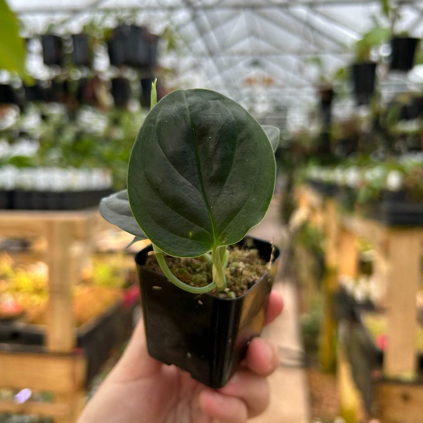 [W084] Monstera alcirana