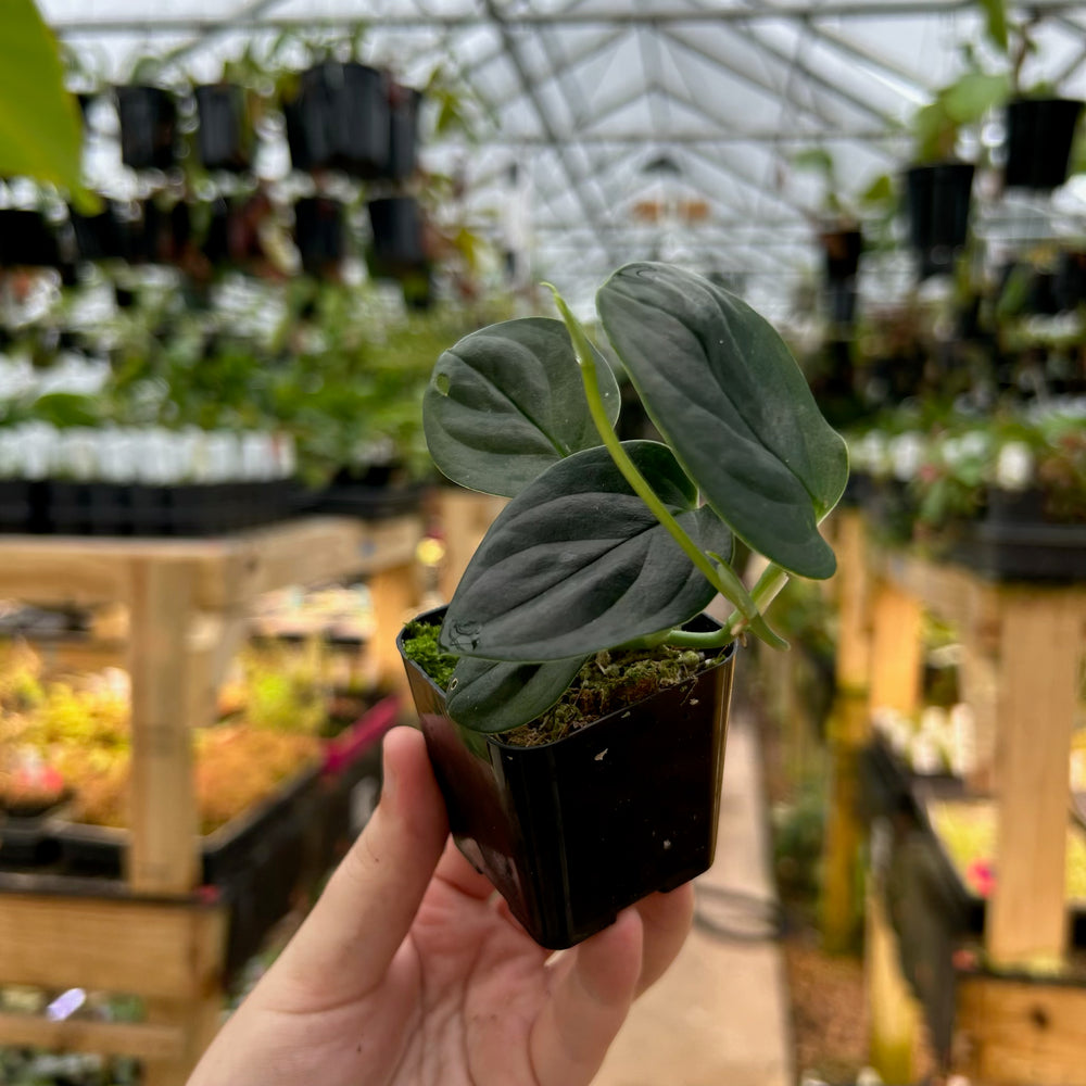 
                      
                        [W084] Monstera alcirana
                      
                    