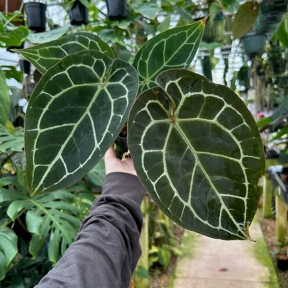 [W086] Anthurium Red Crystallinum x (Red Crystallinum x Zara x Michelle)