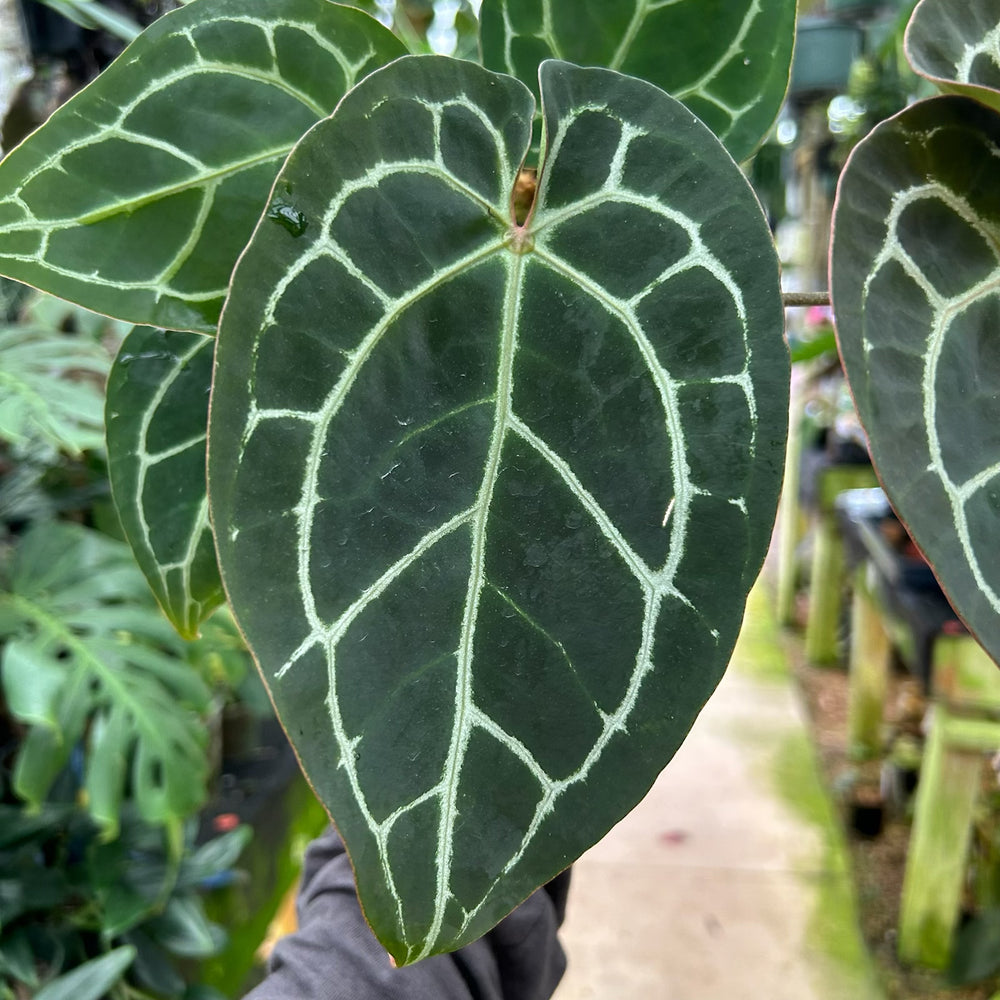 [W086] Anthurium Red Crystallinum x (Red Crystallinum x Zara x Michelle)