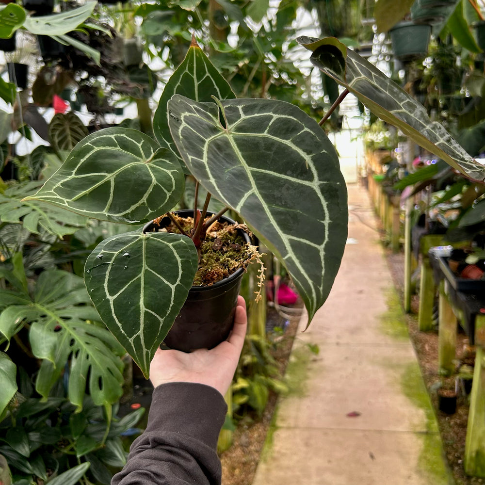 
                      
                        [W086] Anthurium Red Crystallinum x (Red Crystallinum x Zara x Michelle)
                      
                    