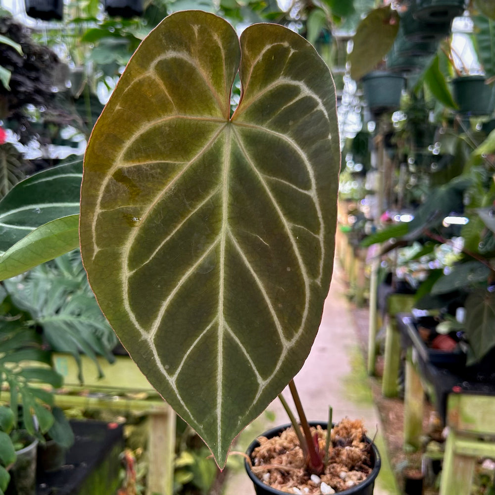 [W087] Anthurium 'King of Spades' x Doc Block F2