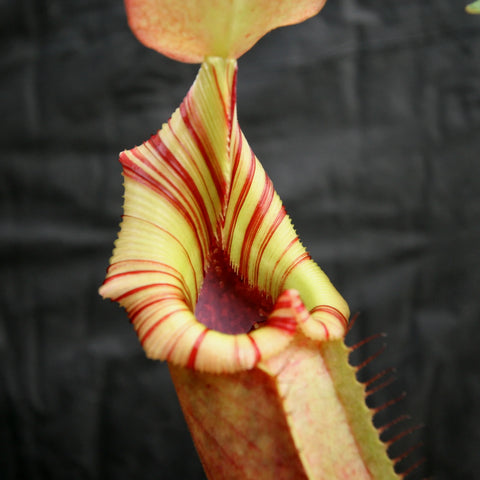 Close-up of a Nepenthes veitchii x lowii x robcantleyi pitcher with yellow body and bold red striped peristome.