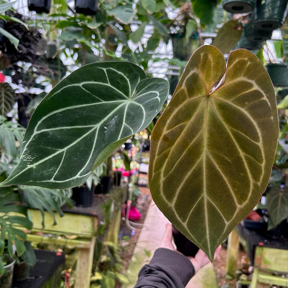 [W087] Anthurium 'King of Spades' x Doc Block F2