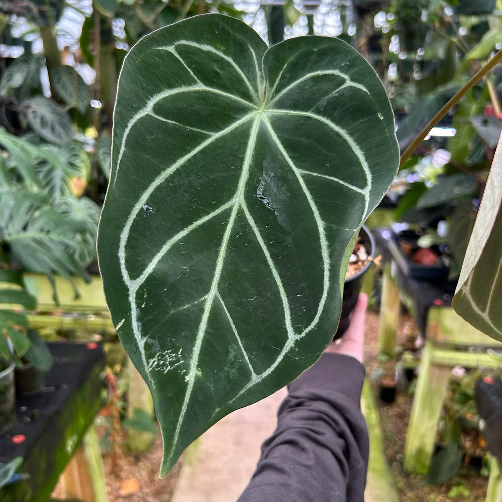 
                      
                        [W087] Anthurium 'King of Spades' x Doc Block F2
                      
                    