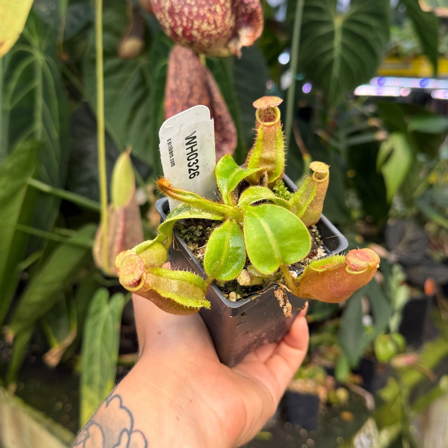 WH0326	Nepenthes veitchii ((m) grex #2 x 'Candy Dreams'), CAR-0843	(S)