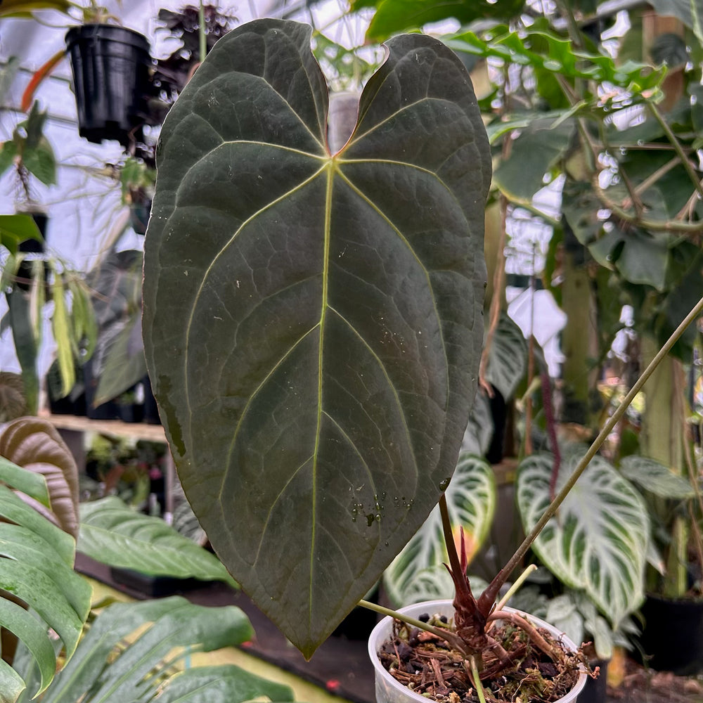[W088] Anthurium magnificum x papillilaminum