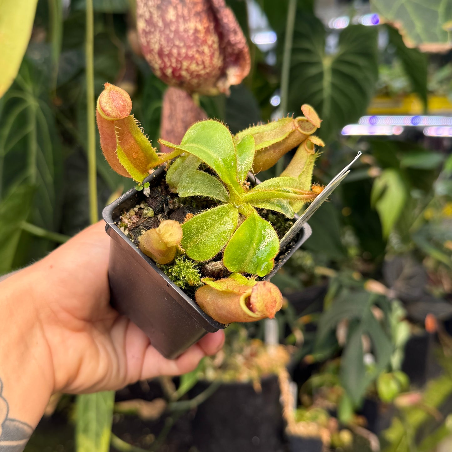 WH0326	Nepenthes veitchii ((m) grex #2 x 'Candy Dreams'), CAR-0843	(S)