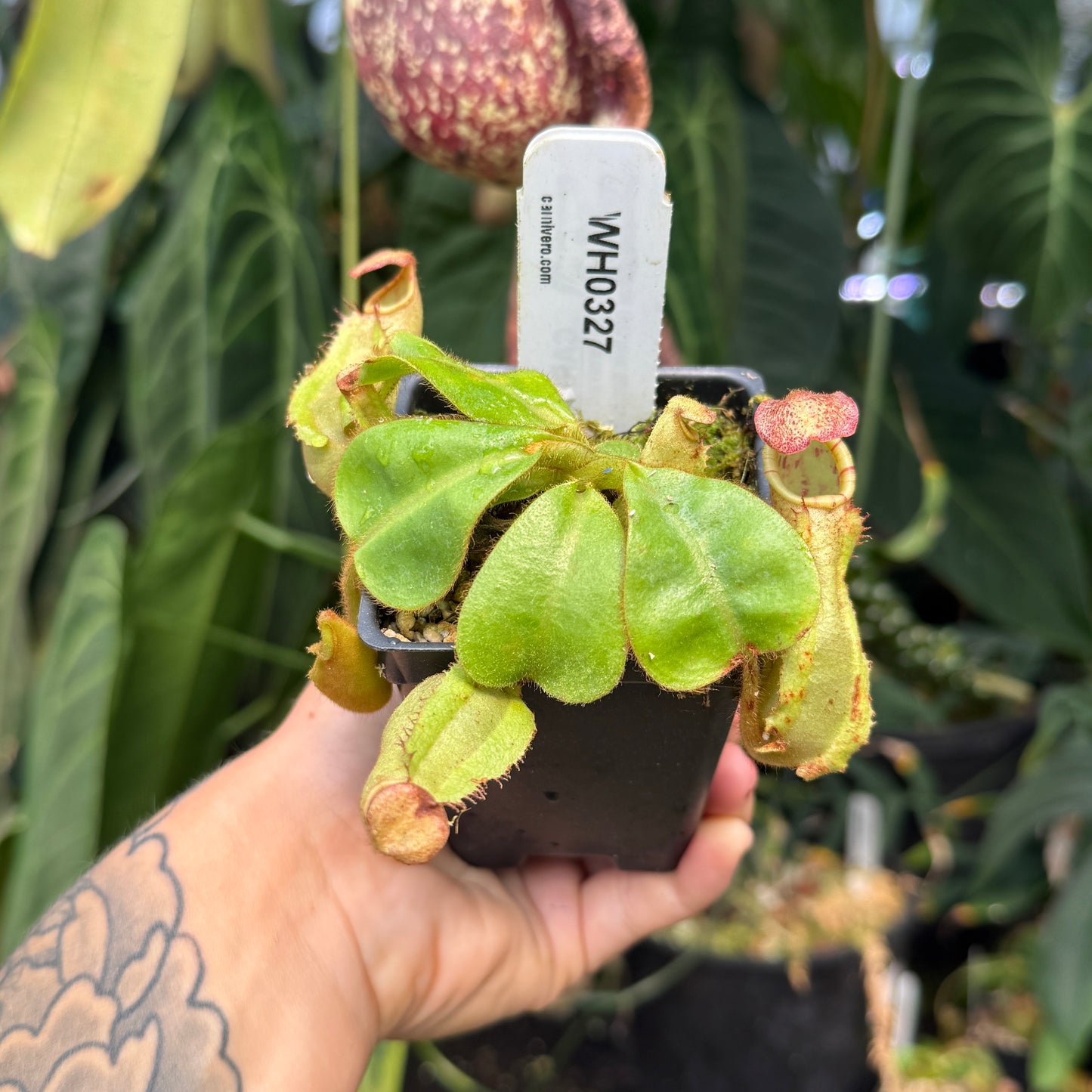 WH0327	Nepenthes veitchii ((m) grex #2 x BE-3734), CAR-0889 (S)