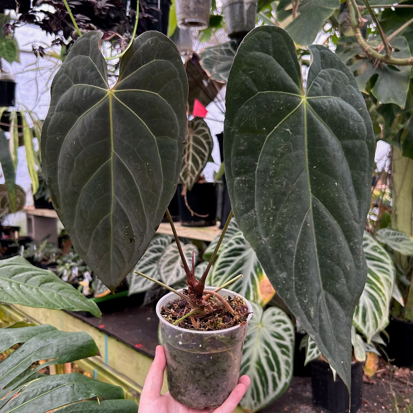 [W088] Anthurium magnificum x papillilaminum