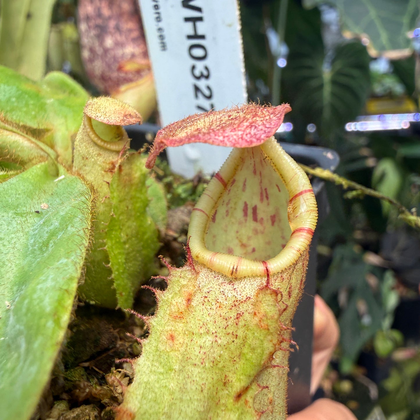 WH0327	Nepenthes veitchii ((m) grex #2 x BE-3734), CAR-0889 (S)